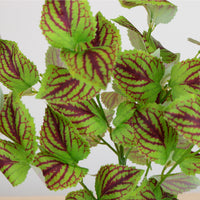 Potted Coleus Copinto Arrangement