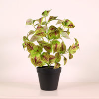 Potted Coleus Copinto Arrangement