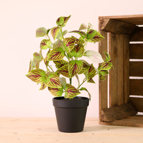 Potted Coleus Copinto Arrangement