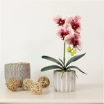 Phalaenopsis Arrangement