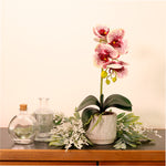 Phalaenopsis Arrangement