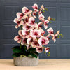 Phalaenopsis In Oblong Pot Arrangement