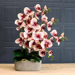 Phalaenopsis In Oblong Pot Arrangement