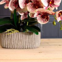 Phalaenopsis In Oblong Pot Arrangement