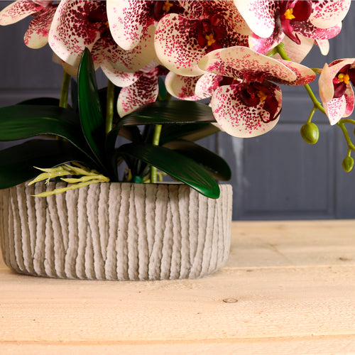 Phalaenopsis In Oblong Pot Arrangement