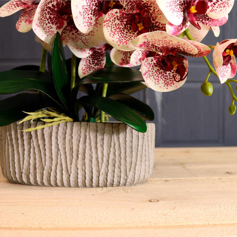 Phalaenopsis In Oblong Pot Arrangement