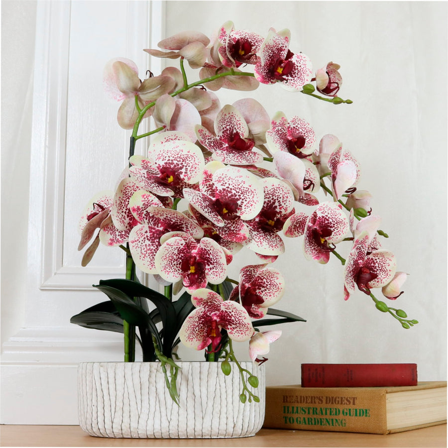 Phalaenopsis In Oblong Pot Arrangement