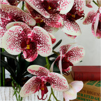 Phalaenopsis In Oblong Pot Arrangement