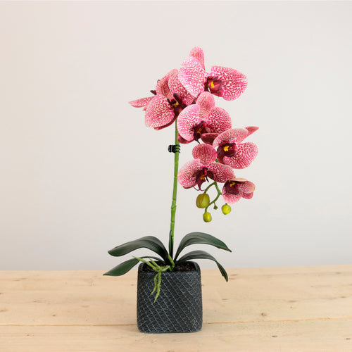 Single Potted Phalaenopsis Arrangement