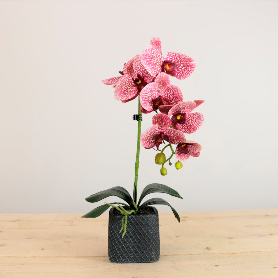 Single Potted Phalaenopsis Arrangement