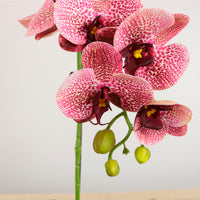 Single Potted Phalaenopsis Arrangement