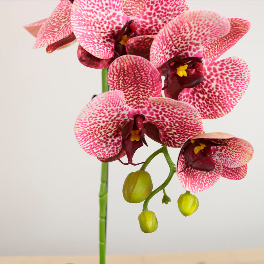 Single Potted Phalaenopsis Arrangement