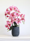 Phalaenopsis In Bosten Charcoal Pot Arrangement (Medimum/3 Stems)