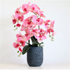 Phalaenopsis In Bosten Charcoal Pot Arrangement (Medimum/3 Stems)