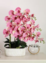 Phalaenopsis In Oblong Pot Arrangement