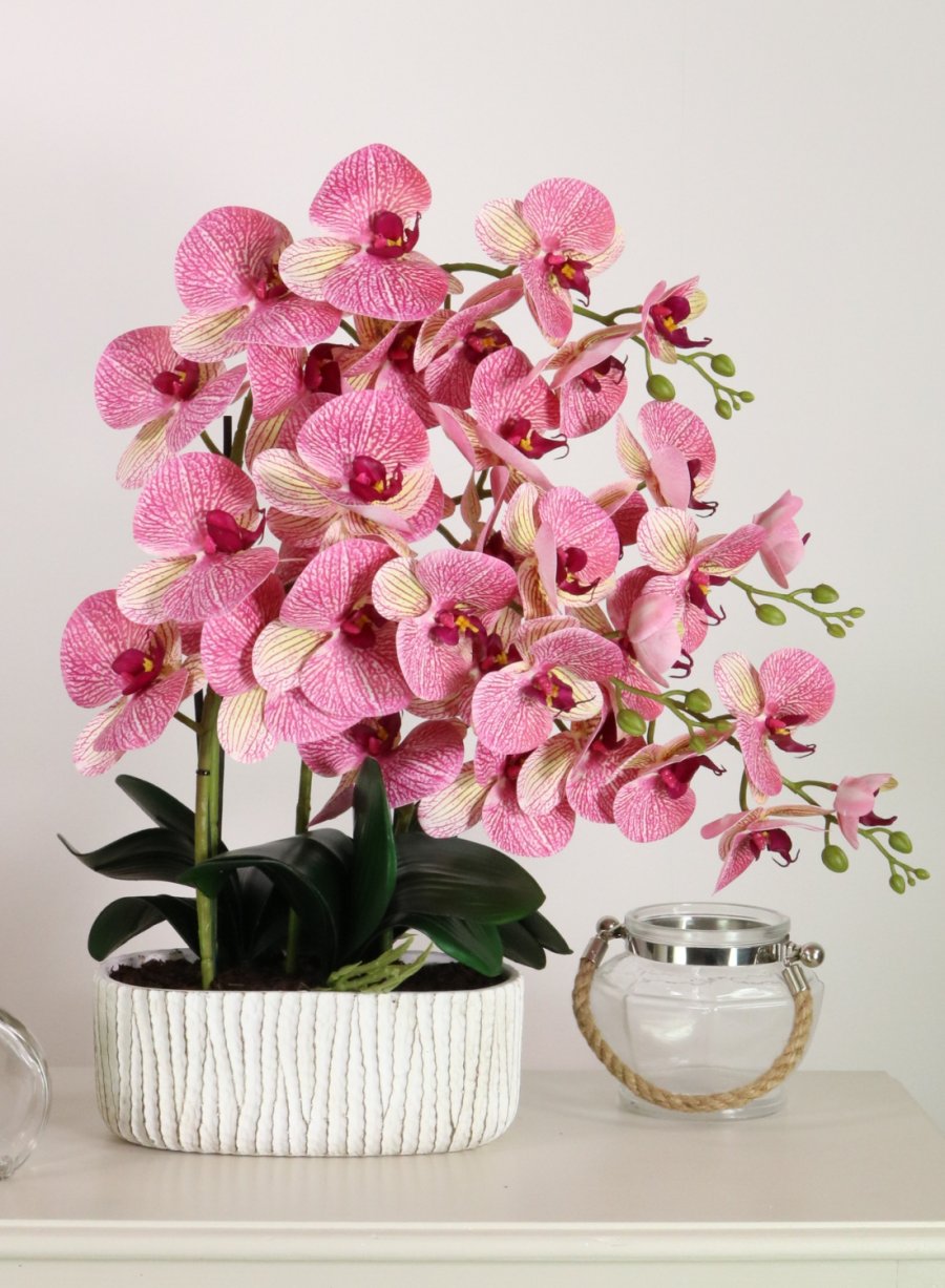 Phalaenopsis In Oblong Pot Arrangement