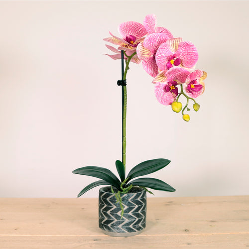 Single Potted Phalaenopsis Arrangement