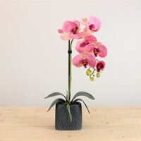 Single Potted Phalaenopsis Arrangement