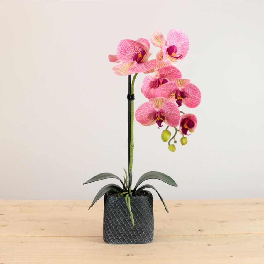 Single Potted Phalaenopsis Arrangement