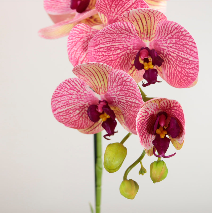 Single Potted Phalaenopsis Arrangement