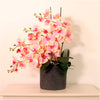 Phalaenopsis In Windsor Clay Pot Arrangment