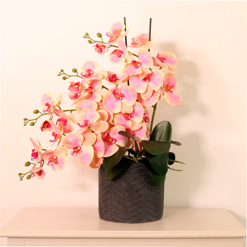 Phalaenopsis In Windsor Clay Pot Arrangment