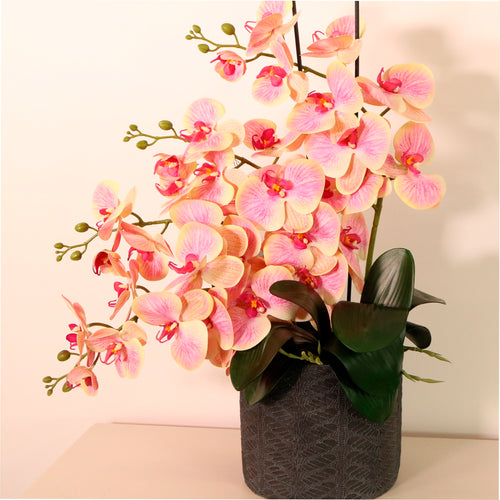Phalaenopsis In Windsor Clay Pot Arrangment