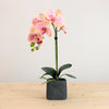 Single Potted Phalaenopsis Arrangement