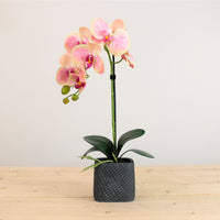 Single Potted Phalaenopsis Arrangement