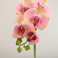 Single Potted Phalaenopsis Arrangement