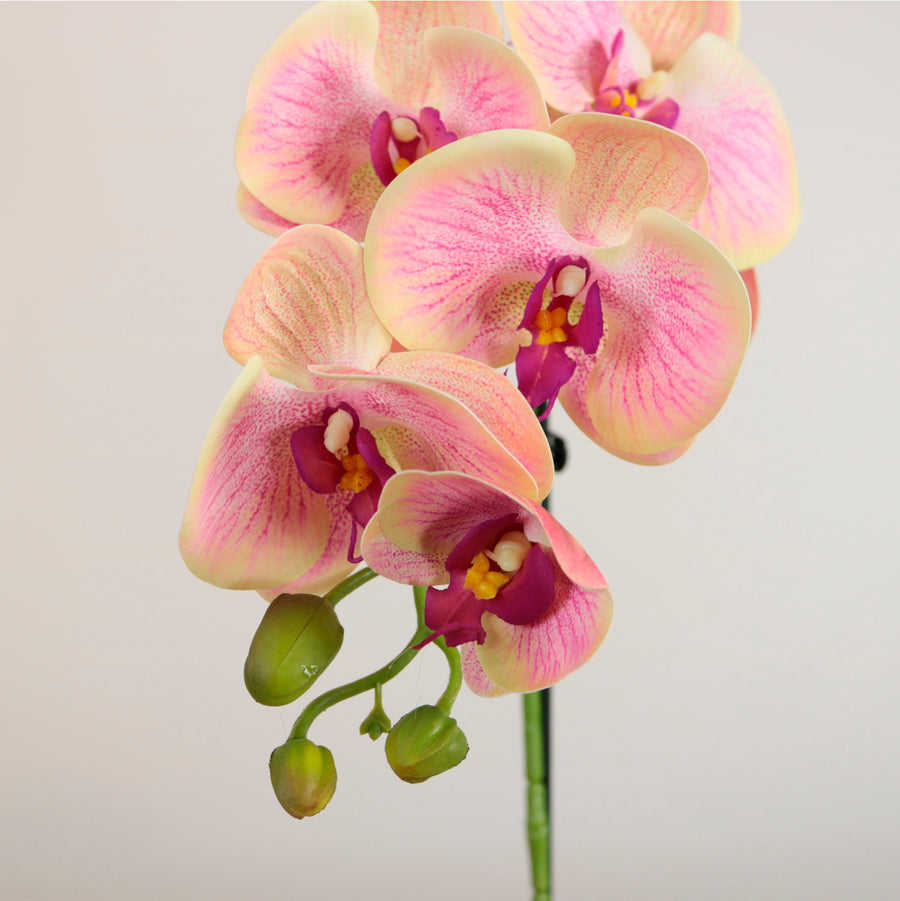 Single Potted Phalaenopsis Arrangement