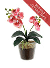 Buy One Get One Free - mini Phalaenopsis Orchid Arrangement