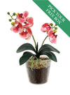Buy One Get One Free - mini Phalaenopsis Orchid Arrangement
