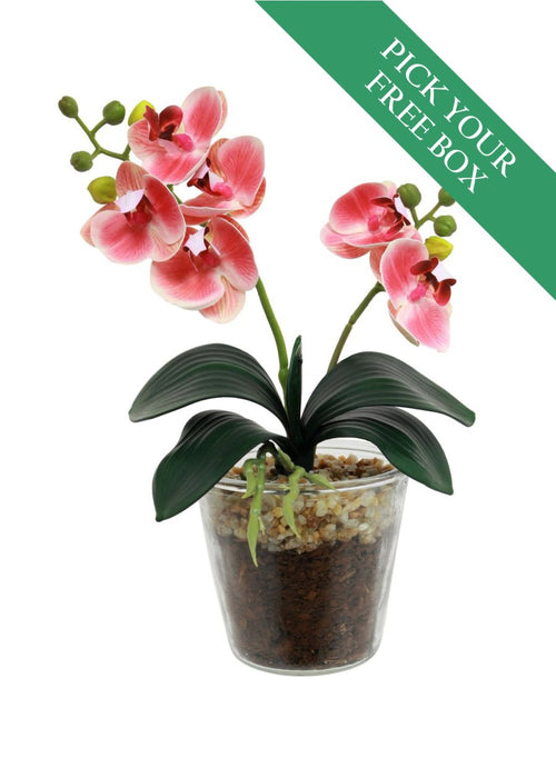 Buy One Get One Free - mini Phalaenopsis Orchid Arrangement