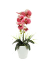 Single Phalaenopsis & Grass Arrangement Large
