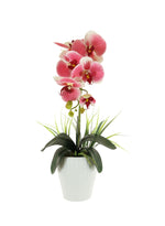 Single Phalaenopsis & Grass Arrangement Large
