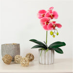 Phalaenopsis Arrangement