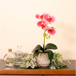 Phalaenopsis Arrangement