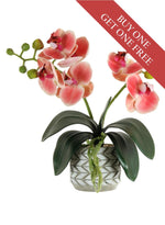 Buy One Get One Free - Mini Phal Orchid Arrangement
