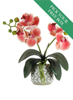 Buy One Get One Free - Mini Phal Orchid Arrangement
