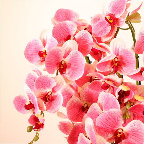 Phalaenopsis In Stone Pot Arrangement Pink Vein (large/6 Stems)