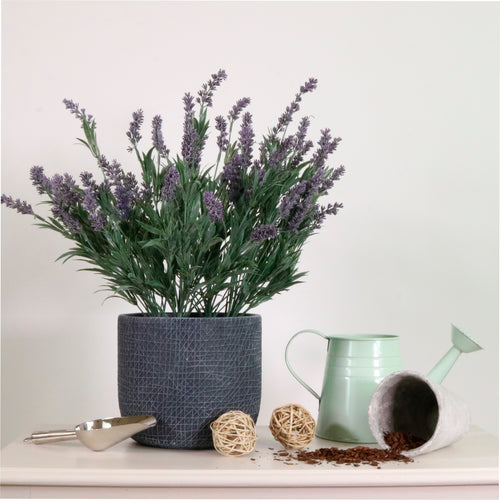 Lavender In Lined Pot (large)