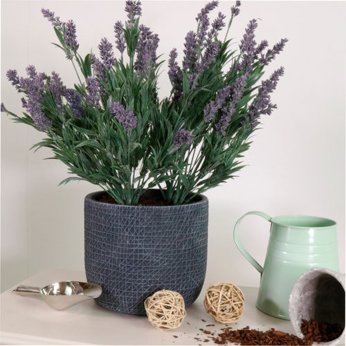 Lavender In Lined Pot (large)