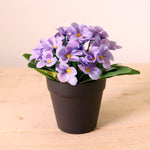 African Violet Arrangement