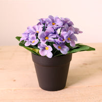 African Violet Arrangement