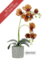 Buy One Get One Free Head - 8 Head Phalaenopsis Arrangement