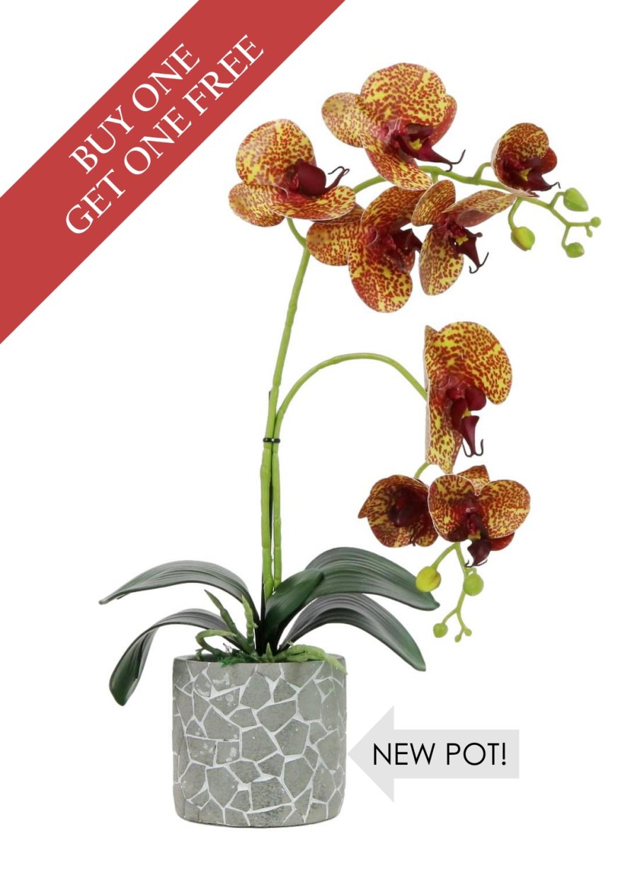 Buy One Get One Free Head - 8 Head Phalaenopsis Arrangement
