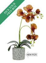 Buy One Get One Free Head - 8 Head Phalaenopsis Arrangement
