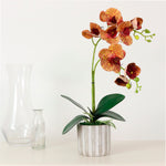 Phalaenopsis Arrangement (8 Flowering Head)