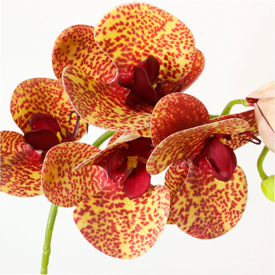 Phalaenopsis Arrangement (8 Flowering Head)